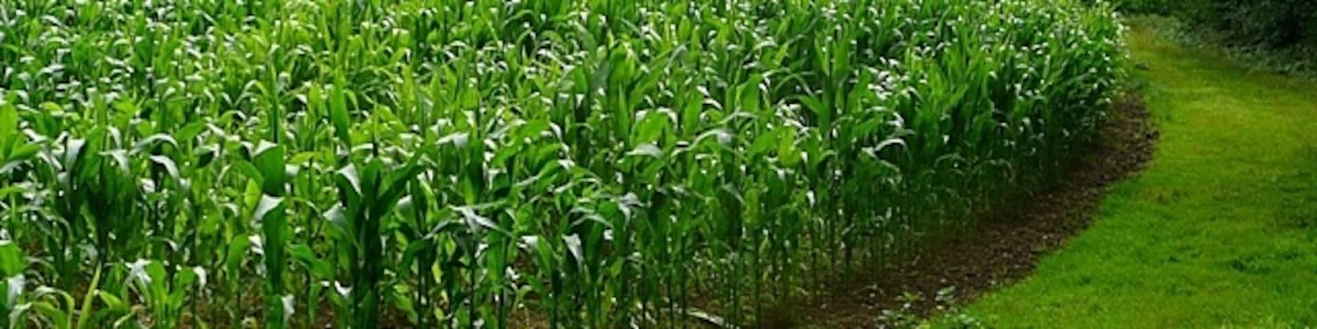 Corn crop near Waterman's Farm Leaving the woodland north of Waterman's Farm we find this large field with a corn crop and a very wide headland for the public footpath. At the corner though the footpath goes straight on, straight through the crop.