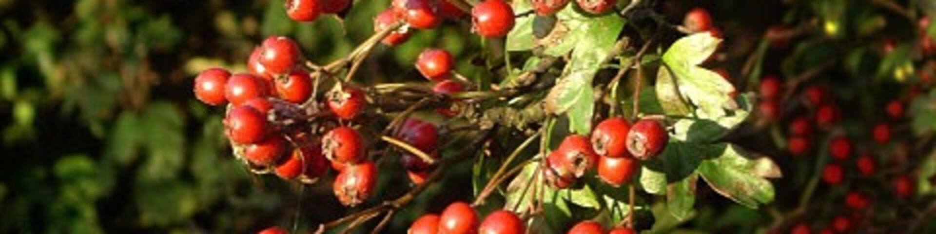 Autumn berries A profusion of haws in the hedgerow along Ox Lane.
