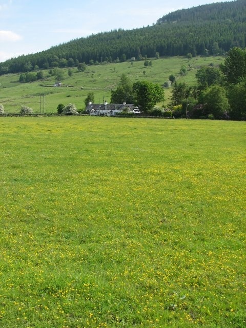 Buttercups. A good year for the buttercups. Drummond Hill lies beyond the cottages at the north end of Fearnan village.