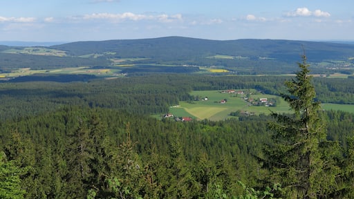Foto „Tröstauer Forst-Ost“ von Milseburg (CC BY-SA)/zugeschnittenes Original