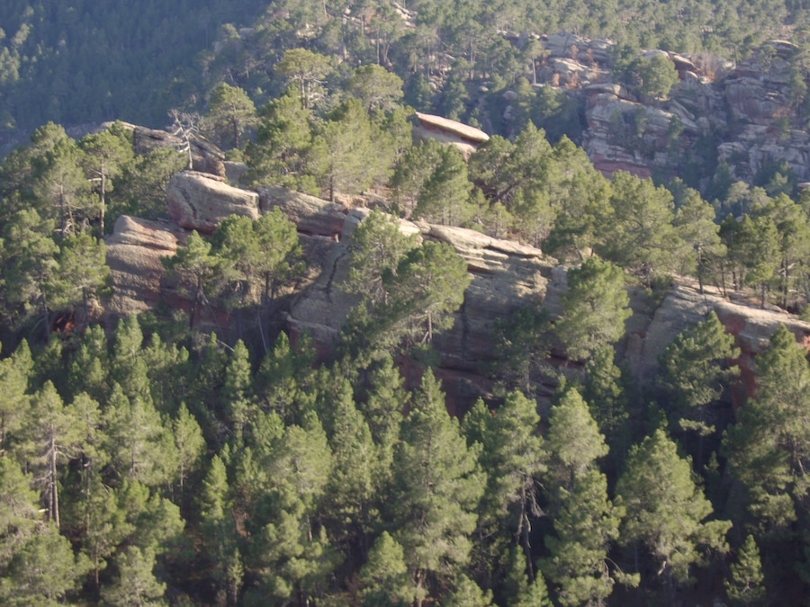 PINARES DEL RODENO