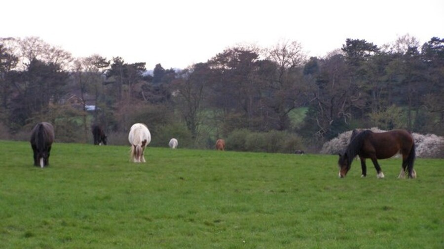 Photo "Horses Grazing Baas Hill Broxbourne Photograph taken ssw from Baas Hill Common. It shows horses grazing on farmland which lies adjacent to the A10" by Chris Hunt (Creative Commons Attribution-Share Alike 2.0) / Cropped from original