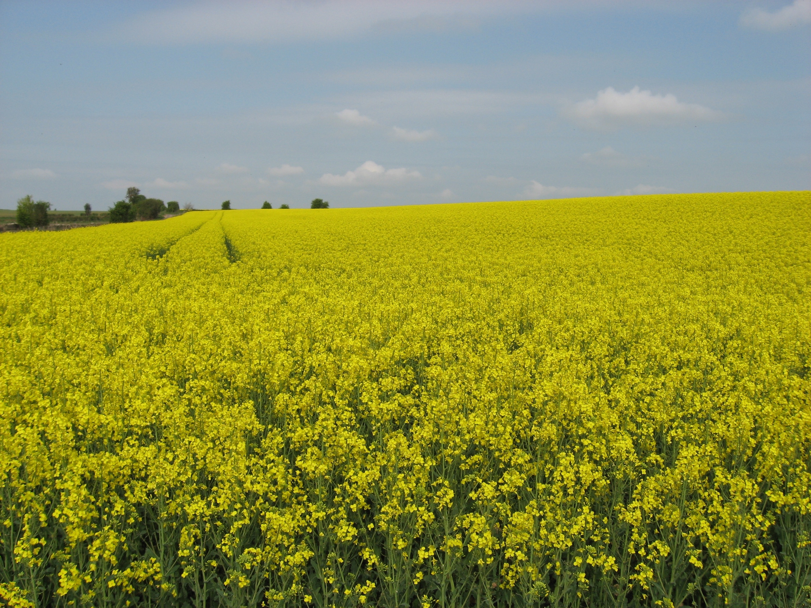 Foto “Nettleton” tomada por Robert Powell (CC BY-SA); recorte de la original