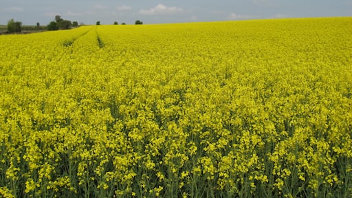 Kuva ”Nettleton” käyttäjältä Robert Powell (CC BY-SA) / rajattu alkuperäisestä kuvasta