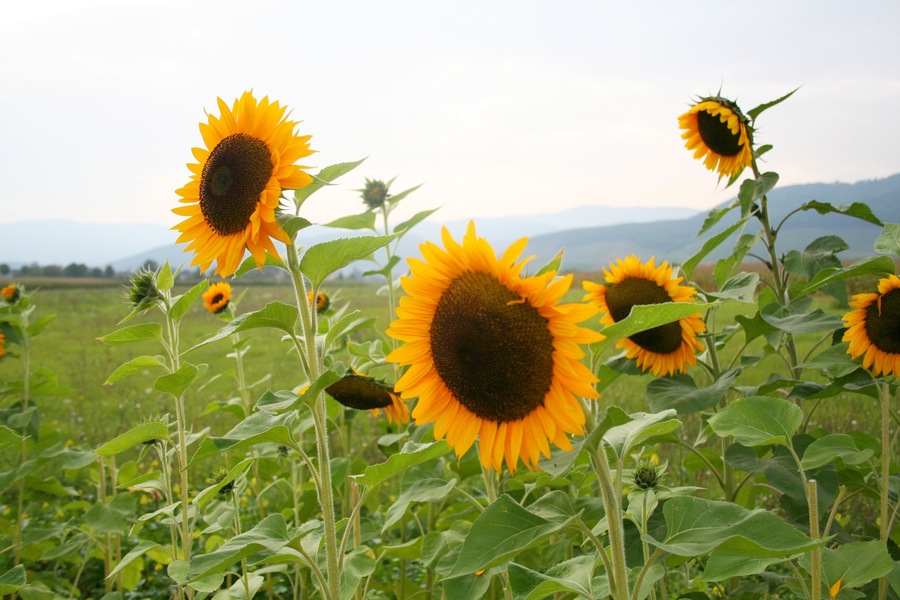 Sunflowers