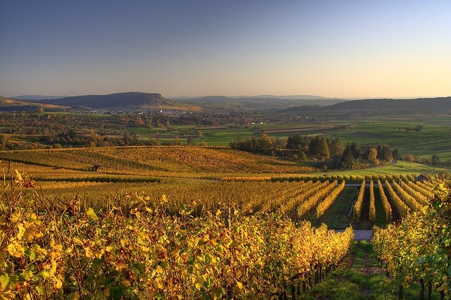 Heilbronner Feld bei Winzerhausen