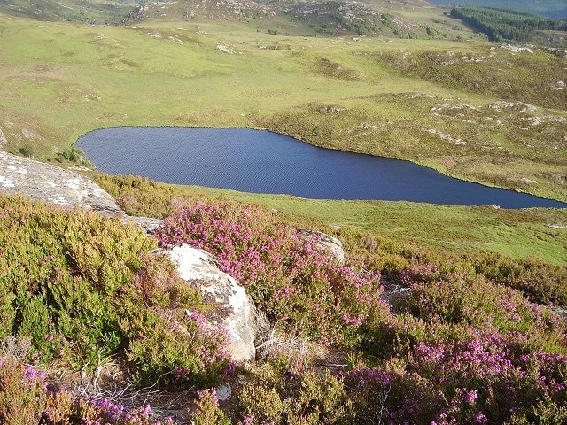 Loch an Dubh-charn. Lochan above Loch Luichart and Loch Garve, an area of rocky small hills and many lochans. Bell heather out.