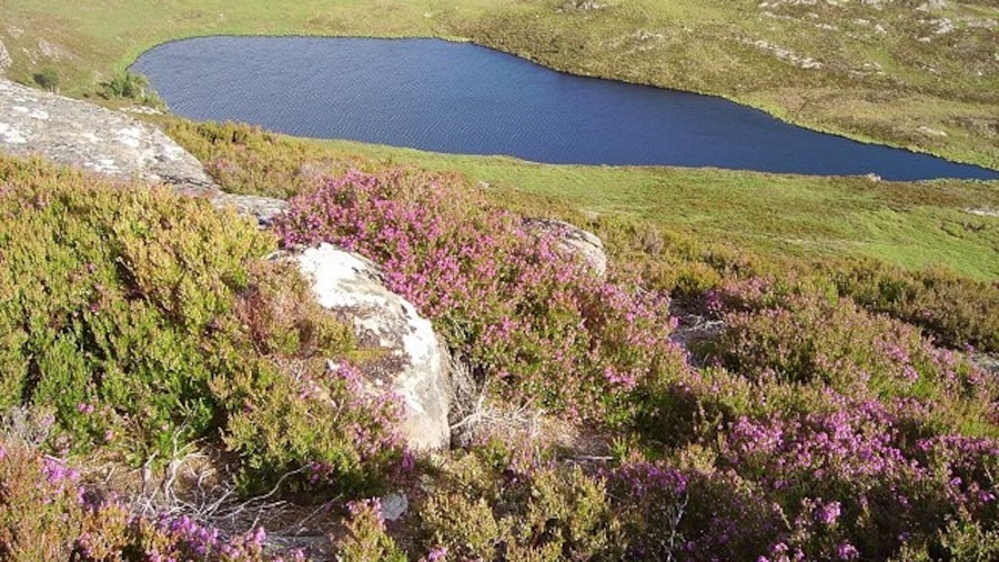 Photo "Loch an Dubh-charn. Lochan above Loch Luichart and Loch Garve, an area of rocky small hills and many lochans. Bell heather out." by Richard Webb (Creative Commons Attribution-Share Alike 2.0) / Cropped from original