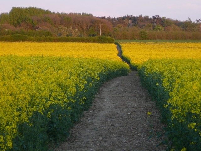 Footpath through oil seed rape near Pinetrees Farm, Doddington.