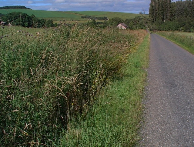 Quiet country by-way I was struck by the vigorous roadside greenery - the roadside ditch obviously provided the right conditions.