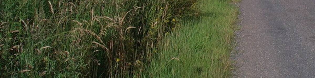 Photo "Quiet country by-way I was struck by the vigorous roadside greenery - the roadside ditch obviously provided the right conditions." by ian shiell (Creative Commons Attribution-Share Alike 2.0) / Cropped from original