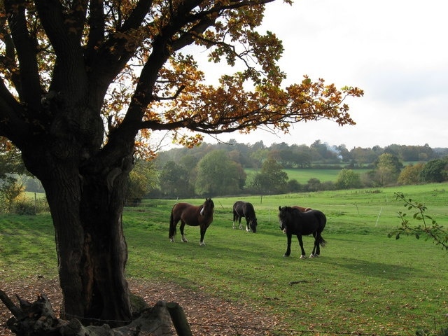 Northern end of Bird Lane, looking West. Perfect autumn afternoon. Leaves turning, horses grazing, just a faint whiff of smoke on the breeze from the distant burning leaf pile. The English countryside at its best.