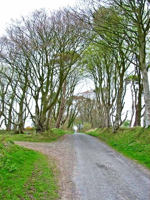 A fine avenue of trees near Lochans. On the road from Barnultoch to High Barnultoch