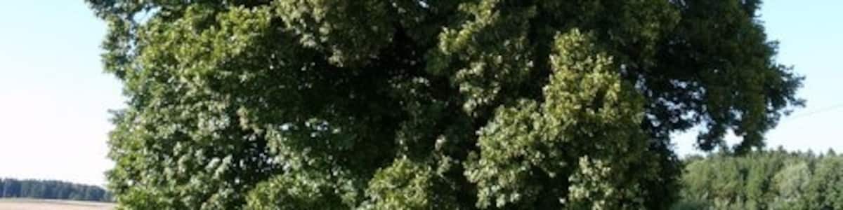 Photo "Baum bei Kirchseeon" by Hubert F on geo.hlipp.de (Creative Commons Attribution-Share Alike 2.0) / Cropped from original