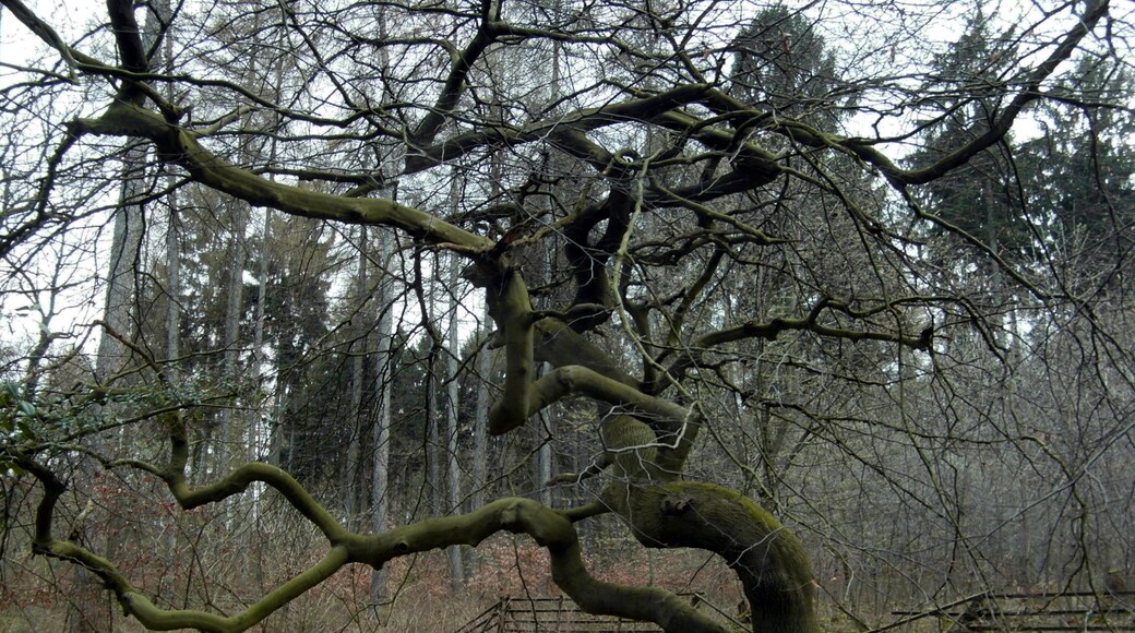 Photo "Hülsede" by Den man tau (CC BY-SA) / Cropped from original