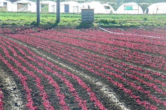 Young red lettuce