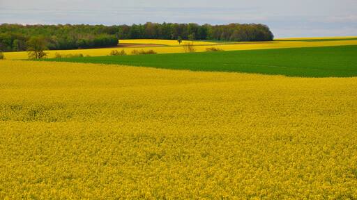 « Foucaucourt-sur-Thabas», photo de Vincent van Zeijst (CC BY-SA) / rognĂ©e de lâoriginale