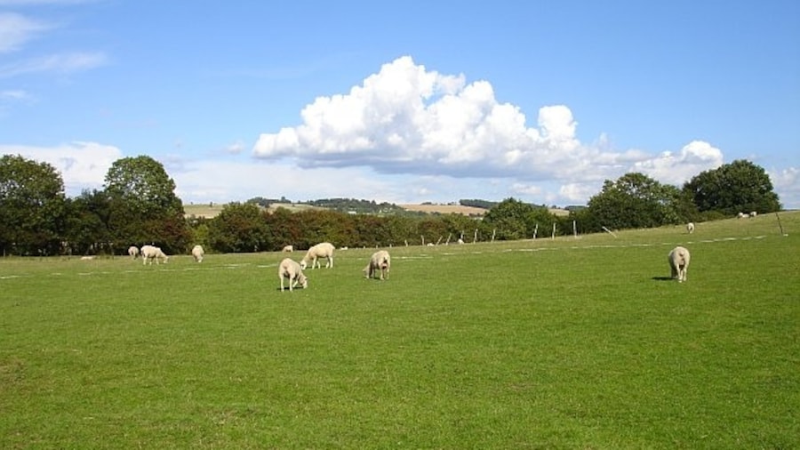 Photo "Sheep on Church Hill. The nearby spot-height is 93 metres, the North Downs in the distance are about 190 metres." by Penny Mayes (Creative Commons Attribution-Share Alike 2.0) / Cropped from original
