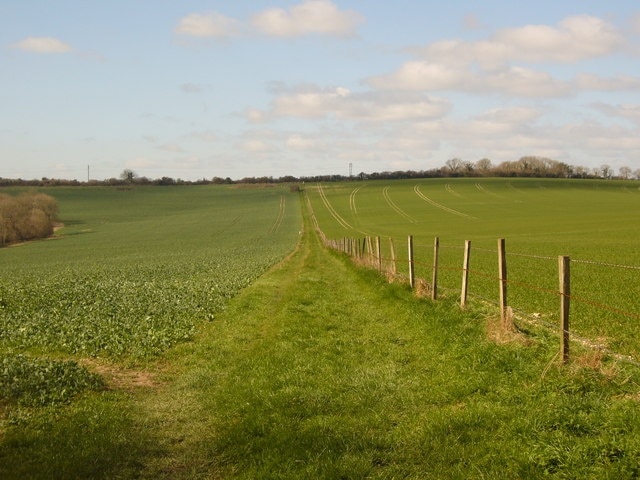 Track and Bridleway merge The track and separate bridleway on the map have merged in reality. Oil seed rape on the left, wheat on the right.