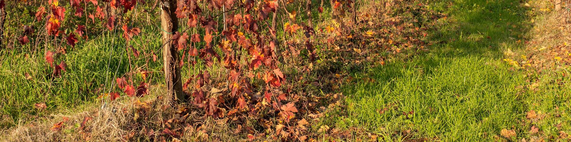 Vineyard - Fellegara, Scandiano (RE) Italy - December 12, 2012