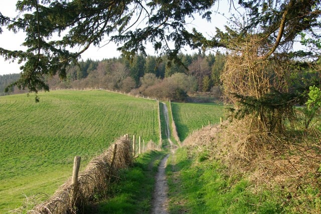 Bridlepath, Chalton Down The wood ahead is a corner of the extensive Queen Elizabeth Forest. Although the path ahead is the established route, according to the 1:25000 map the legal line is roughly parallel, about 50 - 100 m away through the field on the right.