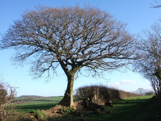 Northlew Footpath 21 The path approaches a right-angled bend as it briefly enters the square. The view to the left of the tree takes in a field access lane on the far side of the Hookmoor Brook.