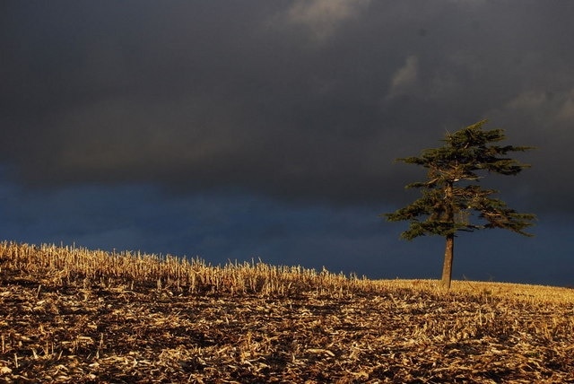 Autumn pine