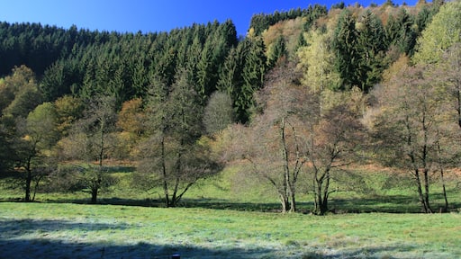 Foto „Hürtgenwald“ von Ahoerstemeier (CC BY-SA)/zugeschnittenes Original