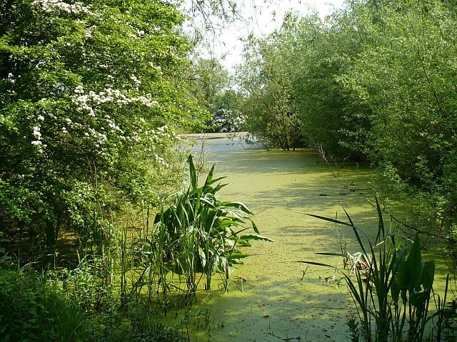 Finger Lake, Priory Country Park