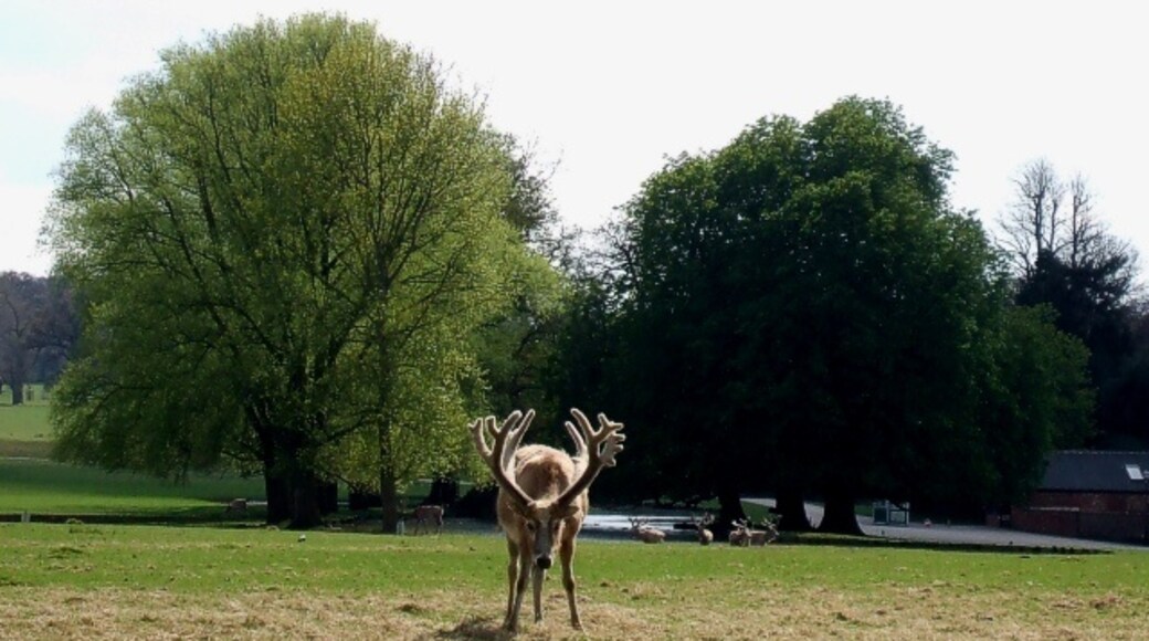 Photo "Woburn Abbey Deer Park" by Rob Farrow (CC BY-SA) / Cropped from original