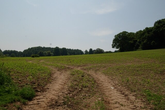 Field at Dalditch. Field at Dalditch, near Exmouth, Devon.