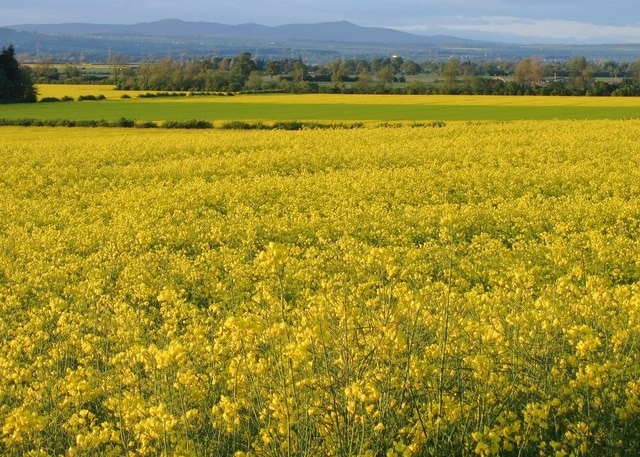 Rape fields on the Carse of Gowrie. Taken looking NNE from Loan of Errol across the Carse towards Craigowl Hill.