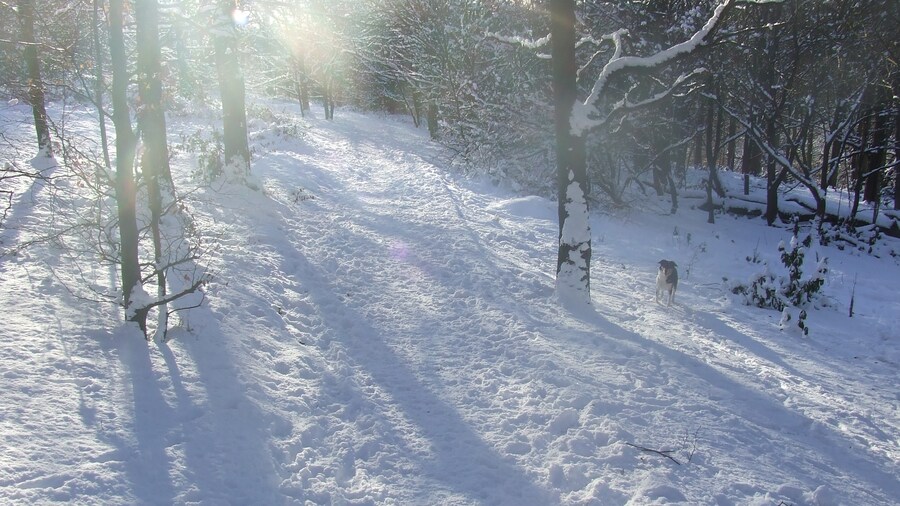 Photo "Woodland in the snow" by Andrew Gritt (Creative Commons Attribution-Share Alike 2.0) / Cropped from original