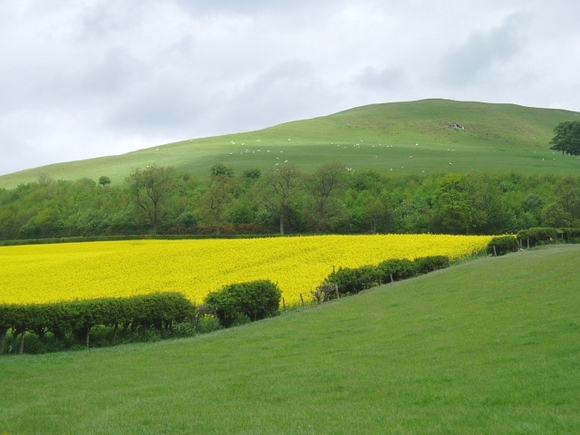 Pasture and rape field. Crop of rape in full flower on the lower, southern, slope of Minto Hill. The higher slopes of the hill (in the next square to the north) provide pasture for sheep.