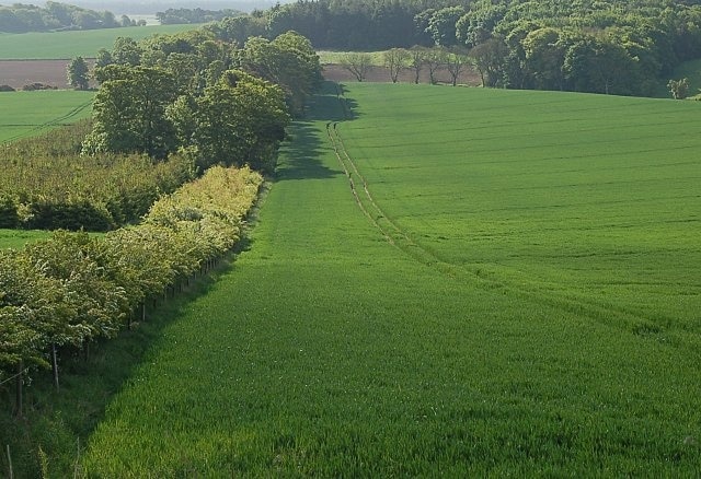 Farmland by Chesterhill More cornfields and a mix of woodland and hedging give a pleasant view south from the Inverdovat road by Chesterfield