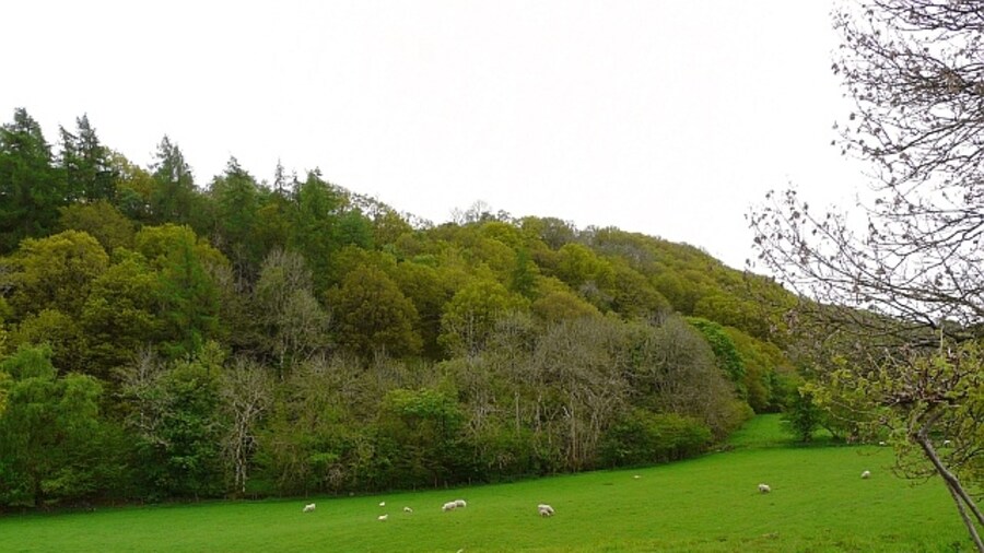 Photo "Green green grass Grazing sheep in the Afon Cerniog valley. Looking towards mixed woodland of Coed y Pentre." by Rose and Trev Clough (Creative Commons Attribution-Share Alike 2.0) / Cropped from original
