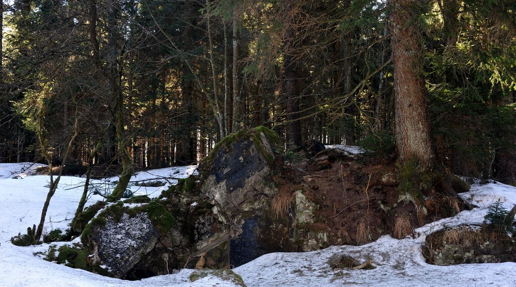 Photo "Black Forest National Park" by Chriusha (CC BY-SA) / Cropped from original