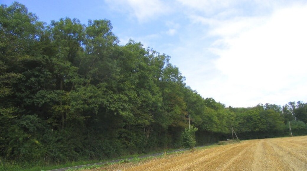 Kuva ”Doddinghurst” käyttäjältä John Winfield (CC BY-SA) / rajattu alkuperäisestä kuvasta