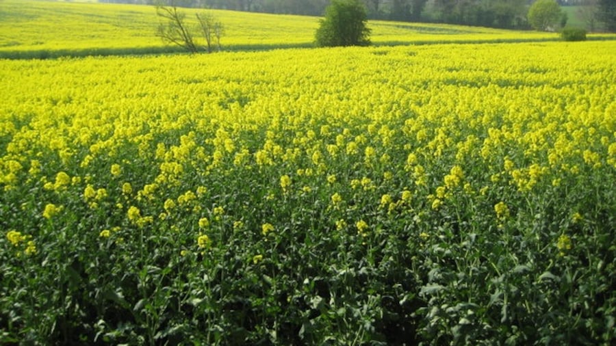Photo "Radlett: Oil seed rape in the valley of Radlett Brook Radlett Brook runs in the dip marked with a straight green line between two fields of oil seed rape." by Nigel Cox (Creative Commons Attribution-Share Alike 2.0) / Cropped from original