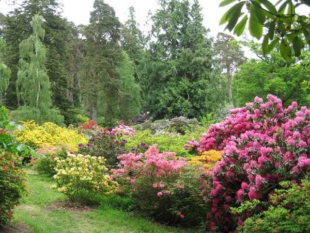 Springtime in Dundock Wood.