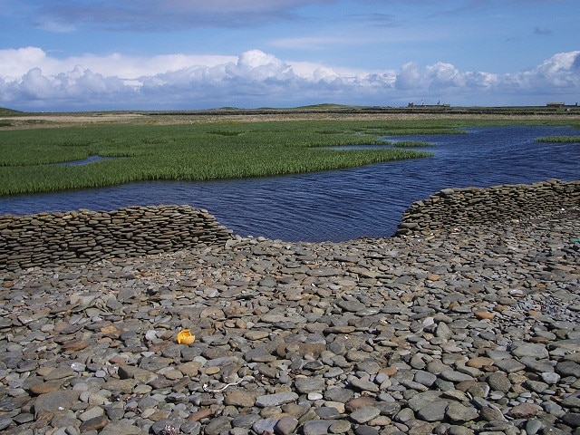 Wetland near Bride's Ness. Looking from the pebble beach across the North Ronaldsay sheep dyke to an area of wetland.