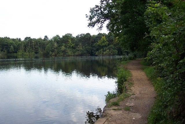 Mytchett Lake from the Basingstoke Canal towpath. At Mytchett the Basingstoke Canal made use of an existing lake or flash, running along its western edge. The origins of the flashes are unknown but they probably resulted from gravel extraction. From the Basingstoke Canal website: Mytchett Lake is an extensive area of open water with abundant white water lily Nymphaea alba and common bulrush Schoenoplectus lacustris and is notable for its fringing colony of purple willow Salix purpurea which is rare in Surrey. The lake supports a large colony of red-eyed damselfly Erythromma najas.