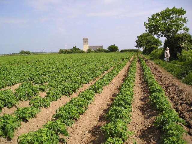 Norfolk potato field. Looking towards Lessingham Church and Happisburgh lighthouse in the distance