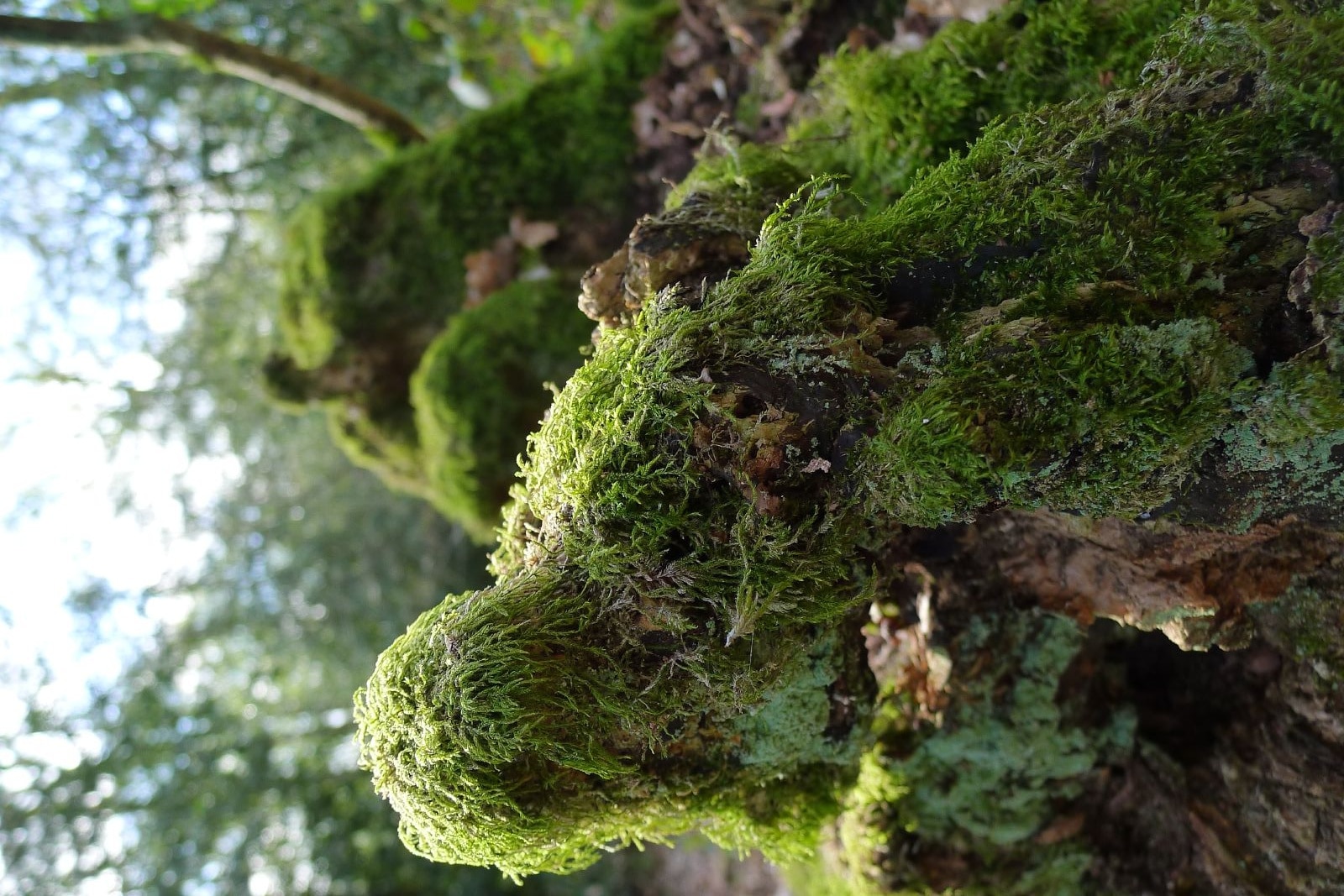 Foto „Seer Green“ von Timo Newton-Syms (CC BY-SA)/zugeschnittenes Original