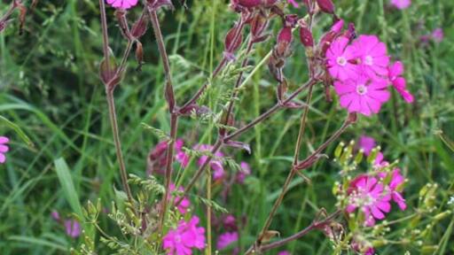 Foto „Snarford“ von Kate Jewell (CC BY-SA)/zugeschnittenes Original