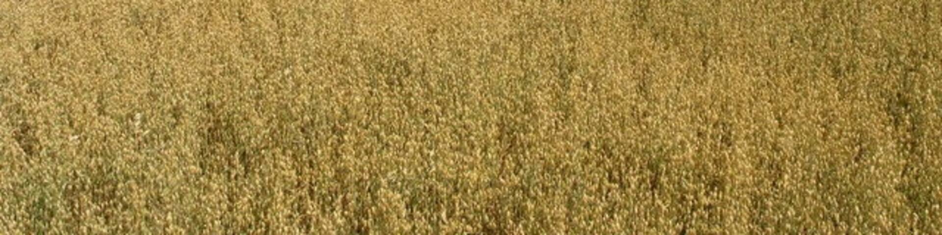 Yellow Field and Wind Pump. The silver tower on the horizon is a wind pump which unlike most this one is bright silver and spinning in the wind. Most of the others are rusting away.