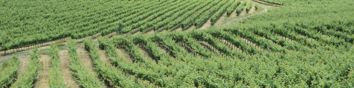 Photo "Cascina con Vigneti" by Gio la Gamb (Creative Commons Attribution-Share Alike 3.0) / Cropped from original