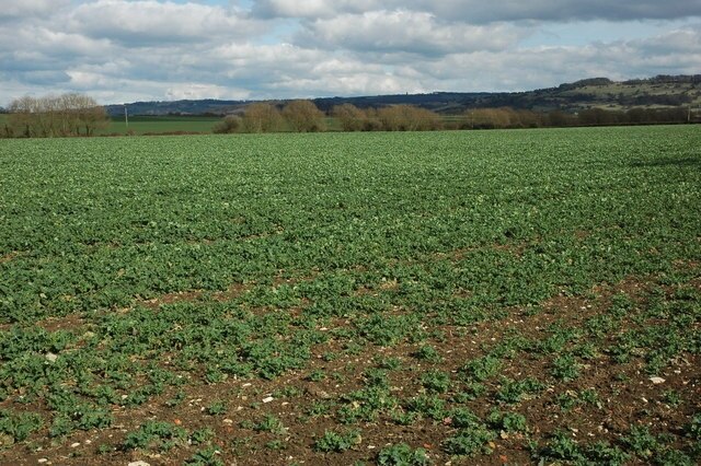 Billede "Wormington" af Philip Halling (CC BY-SA) / beskåret fra det originale billede