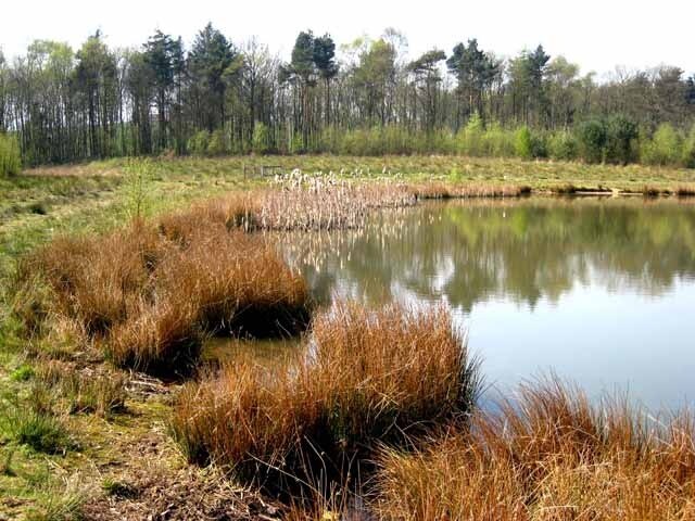 Photo "Greater Willington" by Oliver Dixon (CC BY-SA) / Cropped from original