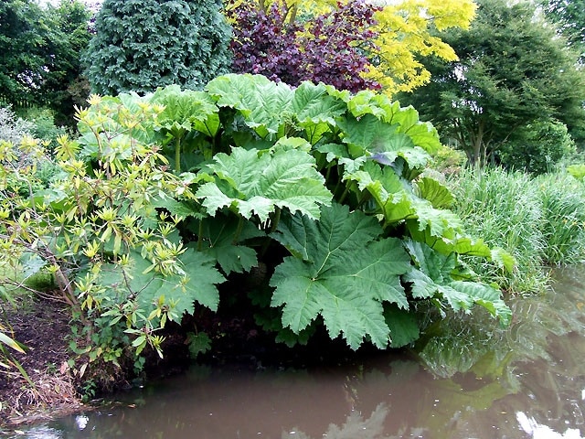 RHUBARB!! Well it isn't really. It is Gunnera Manicata, a spectacular herbaceous "architectural" plant that thrives in a boggy habitat. http://www.bbc.co.uk/gardening/plants/plant_finder/plant_pages/358.shtml This canalside garden by the Trent and Mersey Canal at Little Haywood, Staffordshire is beautifully landscaped and displays a spectacular range of coloured foliage for much of the year.